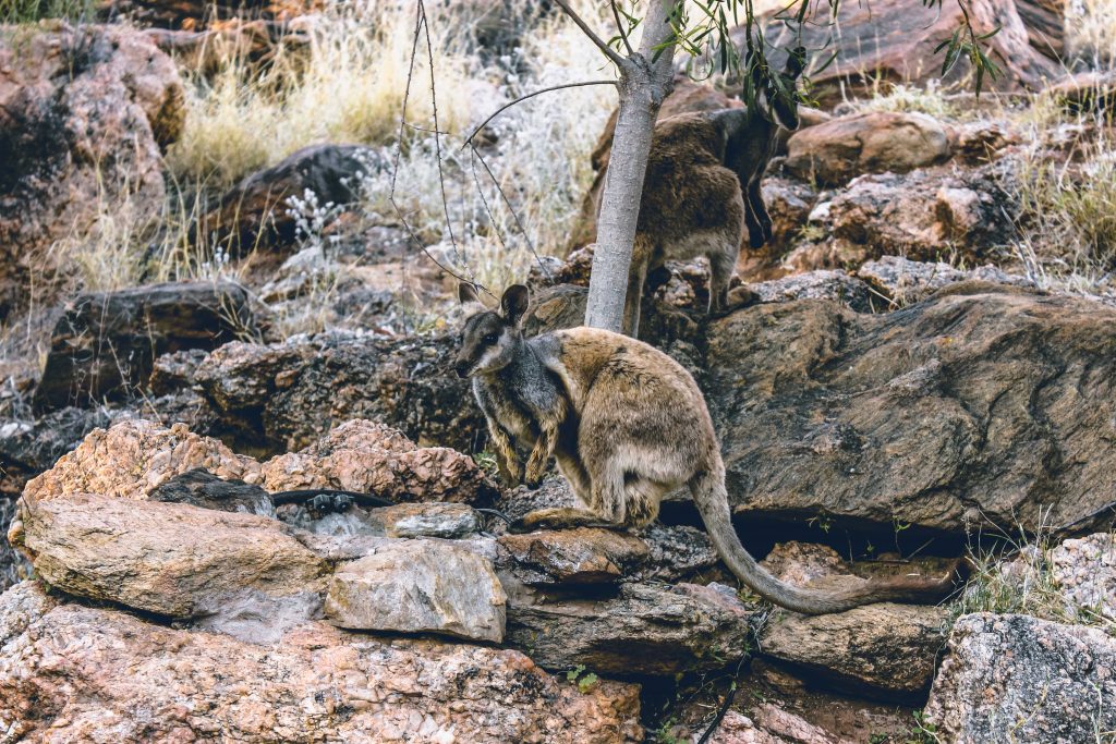 Alice Springs