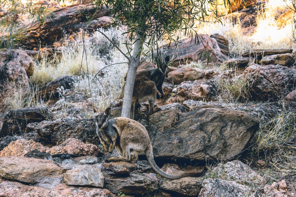Alice Springs