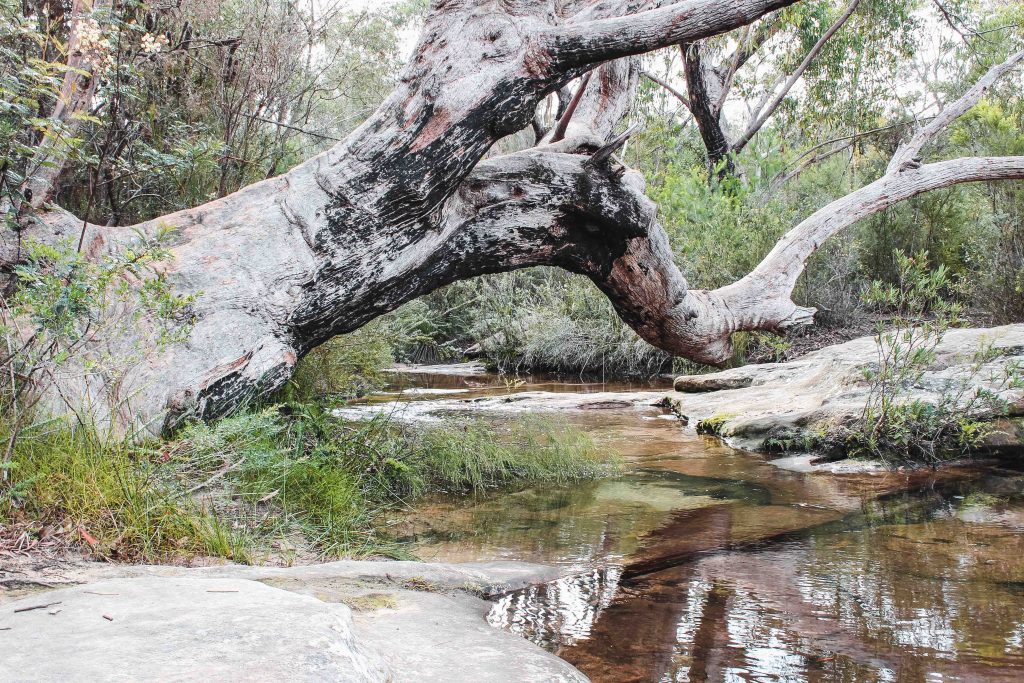 Articolo Australia