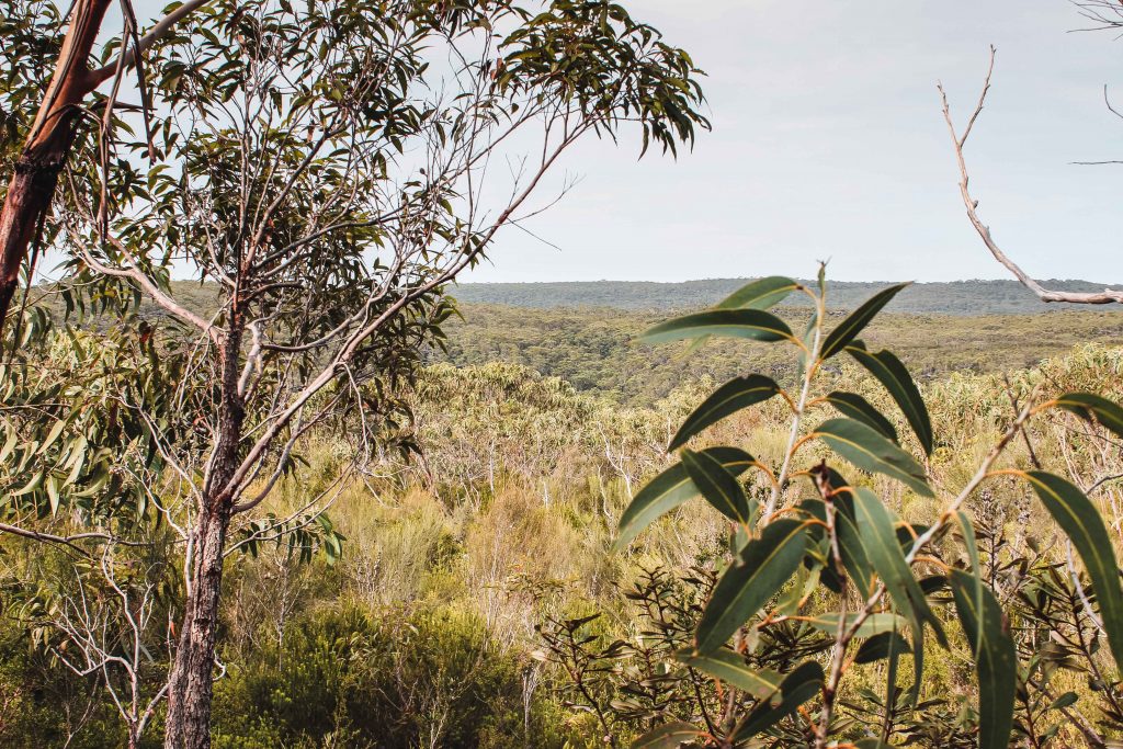 Articolo Australia