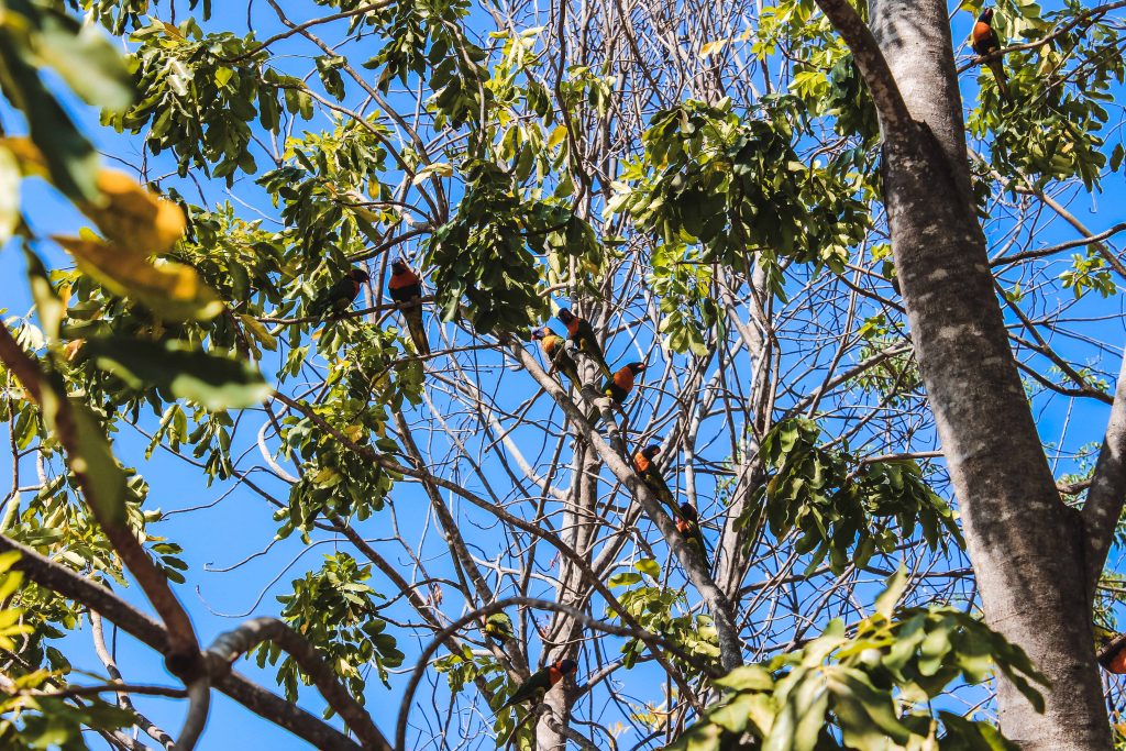 Alice Springs